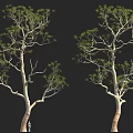 Tall Trees with Green Leaves and Branches Against Black Background