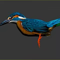 Vibrant Blue Kingfisher with Orange Belly Long Beak Red Feet on Dark Background Reflection