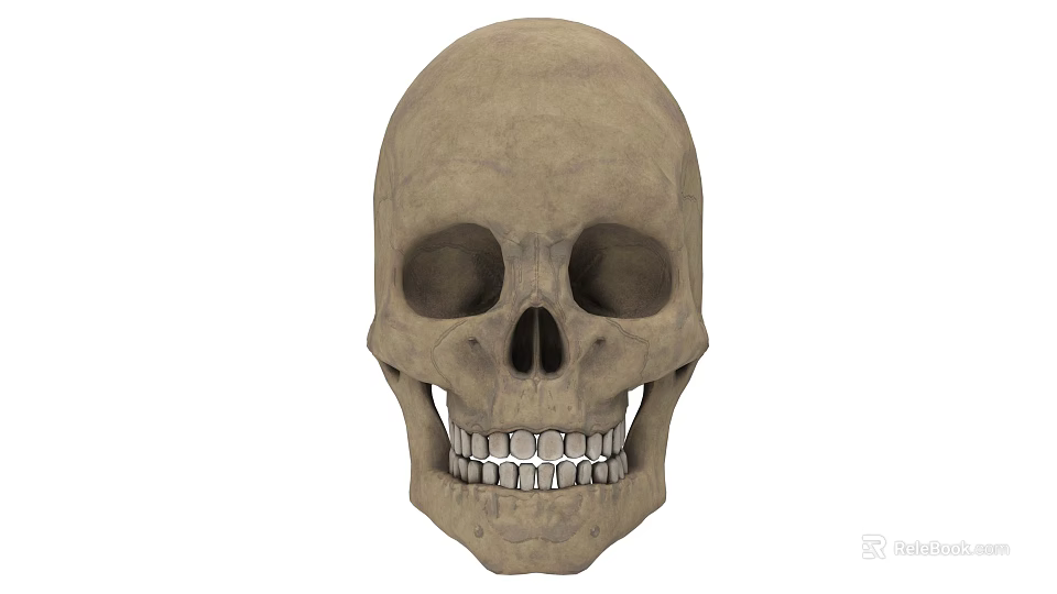 Detailed Human Skull Anatomical Structure With Eye Sockets Teeth And Facial Features 3d model 
