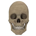 Detailed Human Skull Anatomical Structure With Eye Sockets Teeth And Facial Features