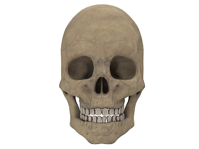 Detailed Human Skull Anatomical Structure With Eye Sockets Teeth And Facial Features 3d model