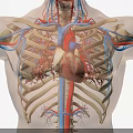 3D Medical Anatomical Teaching Device Displaying Thoracic Cavity Heart Blood Vessels Ribs Structure