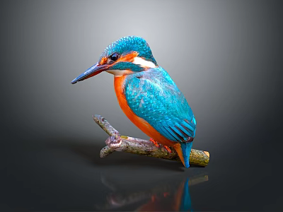 Vibrant Blue And Orange Kingfisher Perched On Tree Branch Against Dark Background 3d model