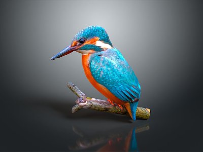 kingfisher bird animal game animal cartoon animal 3d model