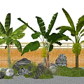 Tropical Banana Trees In Garden With Rocks Grass Bamboo Fence And Round Lights