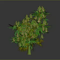 Mature Cannabis Plant With Green Leaves And Buds In Full Growth