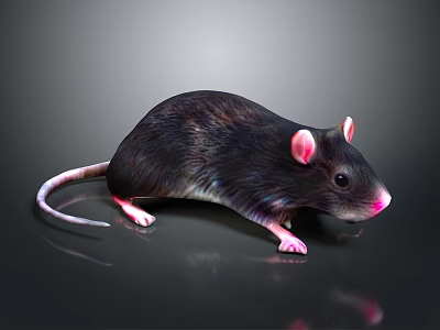A black mouse with pink ears and pink paws on smooth surface with reflection 3d model