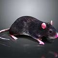 A black mouse with pink ears and pink paws on smooth surface with reflection 3d model