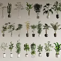 Variety of Bonsai Potted Plants with Various Green Foliage and Decorative Planters