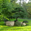 Lush Garden With Pruned Bonsai Tree Large Rocks Low Shrubs Green Grass And Yellow Leaves
