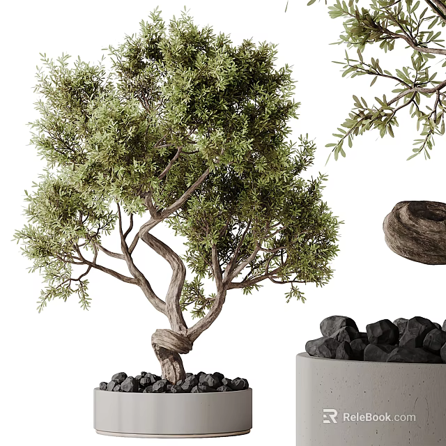 Bonsai Plant With Twisted Trunk Green Leaves And Black Stones In Concrete Pot 3d model 