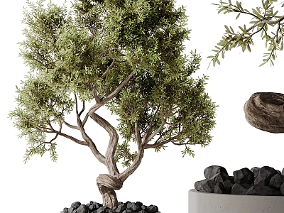 Bonsai Plant With Twisted Trunk Green Leaves And Black Stones In Concrete Pot 3d model