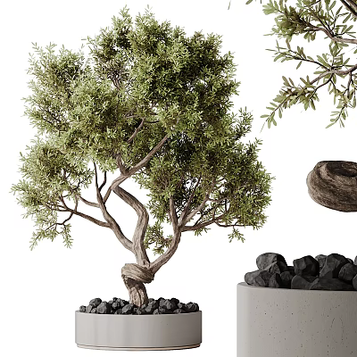 Bonsai Plant With Twisted Trunk Green Leaves And Black Stones In Concrete Pot 3d model