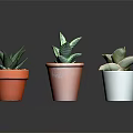 Succulent Plants In Red Brown And White Pots Arranged On Dark Surface With Green Leaves