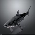 Realistic Grey Shark With Sharp Teeth And Swimming Posture In Marine Environment 3d model