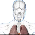 3D Anatomical View of Human Head Organs Including Brain Eyes Nose Mouth and Skeletal Structure