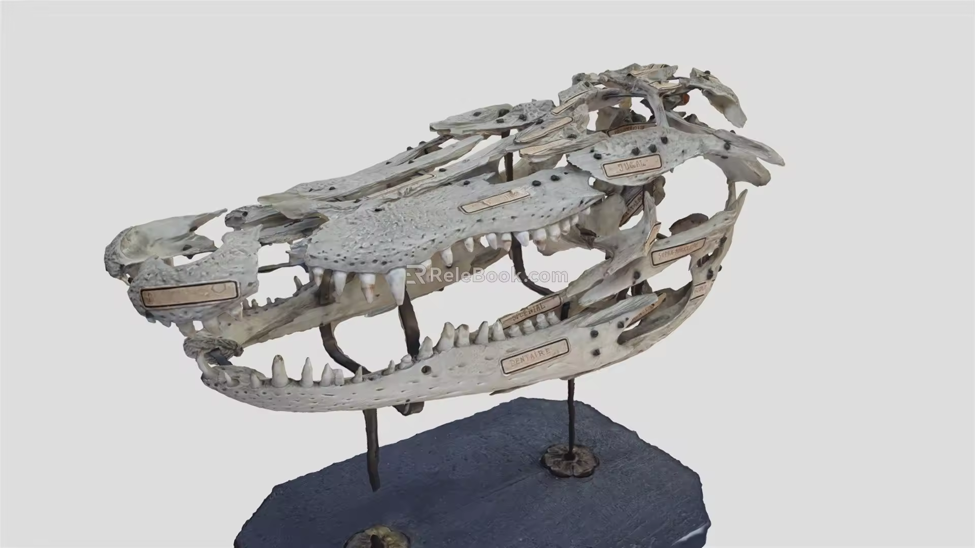 Modern Skull Dinosaur Skull Skeleton 3d model
