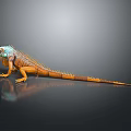 Vibrant Iguana With Blue Head And Orange Body On Smooth Reflective Surface