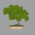 Bonsai Potted Pine Tree with Lush Green Foliage and Twisted Trunk in Patterned Ceramic Pot 3d model