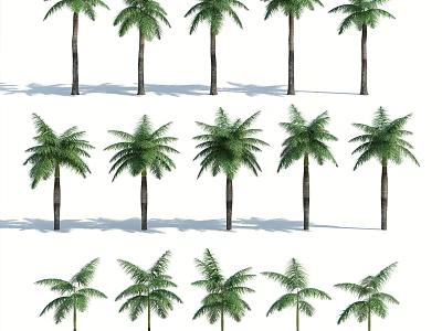 Multiple Palm Trees In Different Heights With Green Foliage And Shadow Details 3d model