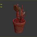 Green Cactus Plant in Terracotta Pot with Healthy Pads and Soil