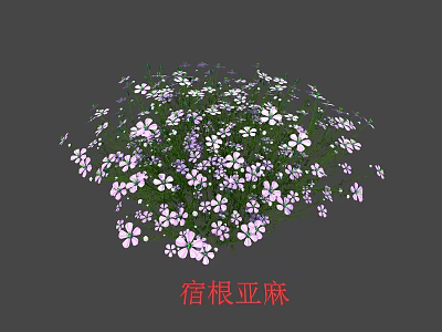 Vibrant Perennial Flax Beautiful White And Purple Flowers In Garden 3d model