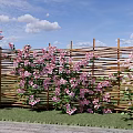 Beautiful Garden Landscape With Bamboo Fence And Pink Flowers On Grass Lawn
