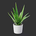 Potted Aloe Vera Plant in White Striped Pot with Green Leaves on Dark Blue Background
