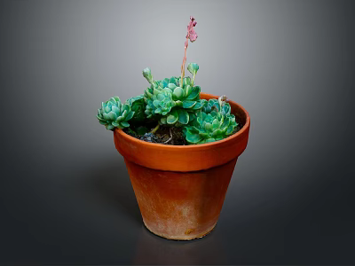 Succulent Plant in Terracotta Pot with Green Leaves and Pink Flower Stem 3d model