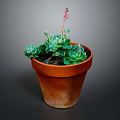 Succulent Plant in Terracotta Pot with Green Leaves and Pink Flower Stem