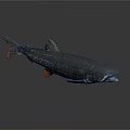 Speckled Dark Green Fish With Orange Fins And Tail On Gray Background
