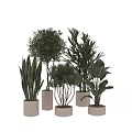 Bonsai and Potted Plants Collection Featuring Various Green Foliage and Decorative Pots