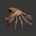 Fresh Orange White Spotted Crab With Red Legs Claws On Gray Reflective Background