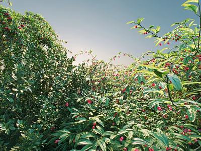 Lush Green Shrub With Red Berries In Sunlit Natural Garden Landscape 3d model