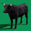 Full View Black Bull With Curved Horns Standing On Green Background