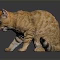 Orange Tabby Cat With Green Eyes And Pink Tongue On Dark Shiny Surface