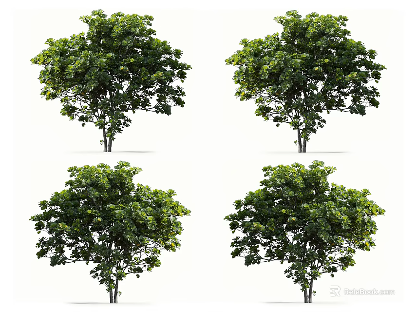 Four Arbor Trees with Lush Green Foliage Displayed from Different Angles on White Background 3d model