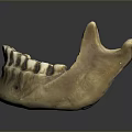 Medical Device Anatomical Mandible Model Used For Medical Training And Education