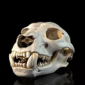 White Animal Skull With Sharp Teeth And Eye Sockets On Black Background