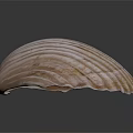 Elegant Shell Shaped Daily Life Product With Natural Texture For Home Decor