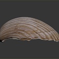 Shell Cartoon Pearl Pink Red Shell Mussel Clam Freshwater Pearl Seawater Pearl Nanyang Pearl 3d model