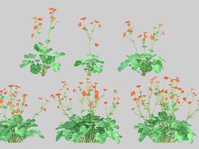 Colorful Floral Plants With Orange Flowers And Green Leaves In Various Forms 3d model