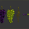 Fresh Purple And Green Grapes With Branches And Scattered Berries