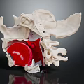 Human Skeleton Anatomical Model With Red Spinal Structure And Bone Details