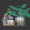 Green Monstera Plants With Various Pots On Transparent Round Tray And Wooden Stands