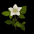 Elegant Wild Plant with White Flower and Green Leaves Isolated on Black Background