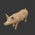 Realistic Full Body Pink Pig Standing On Dark Background With Clear Reflection 3d model