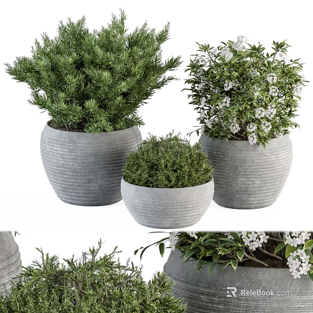 Bonsai Plants In Gray Ceramic Pots With Green Foliage And White Flowers 3d model 