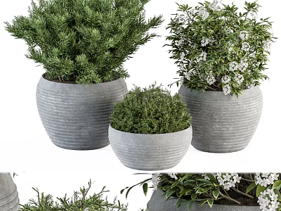 Bonsai Plants In Gray Ceramic Pots With Green Foliage And White Flowers 3d model