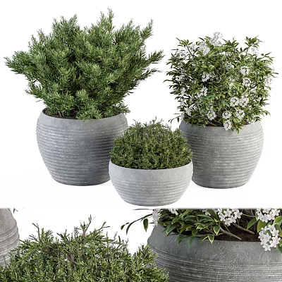 Bonsai Plants In Gray Ceramic Pots With Green Foliage And White Flowers 3d model